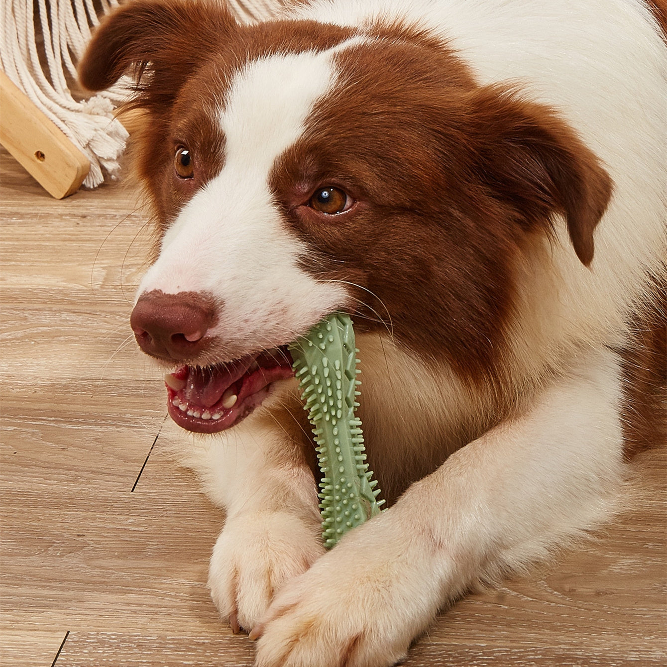 Teeth Cleaning Chew Toys for Dogs - FurTrend