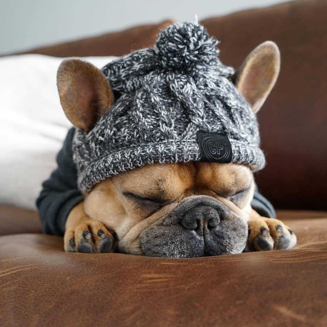 Fluffy Knitted Polar Dog Hat – Autumn Fashion