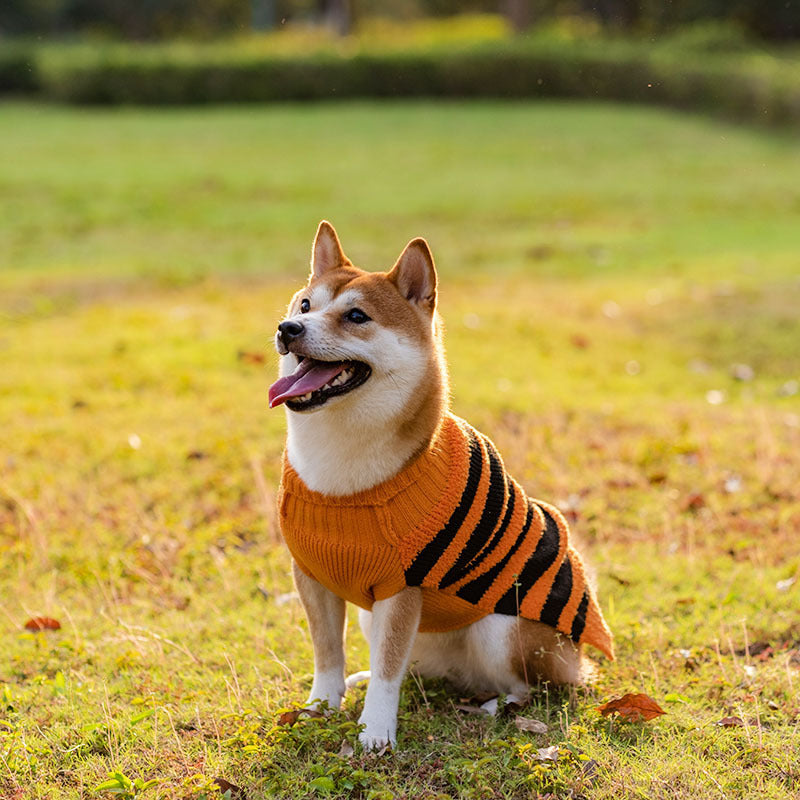 Spooky Sweaters for Halloween Pets
