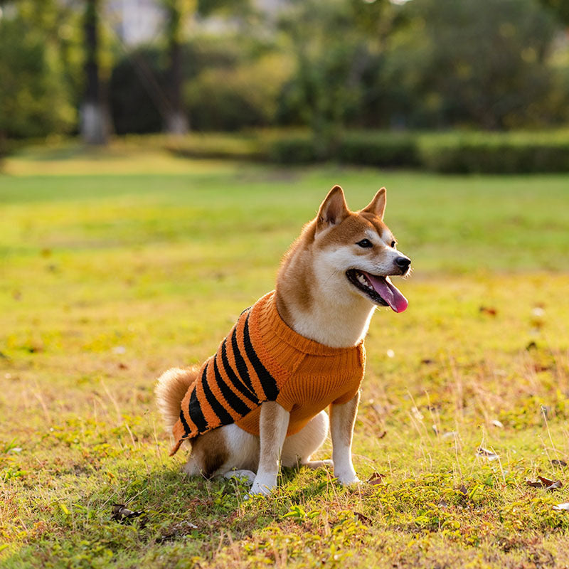 Spooky Sweaters for Halloween Pets