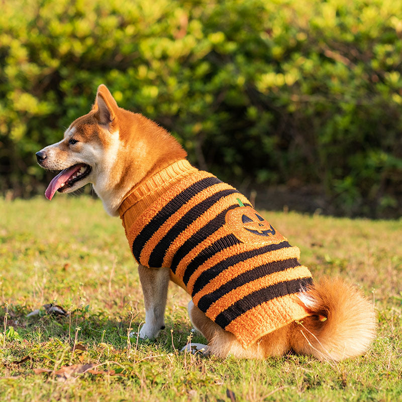 Spooky Sweaters for Halloween Pets