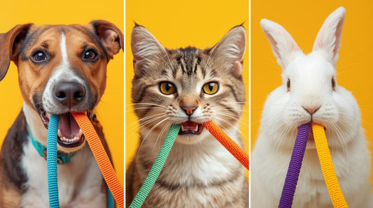 Chew-Proof Dog Leash for Aggressive Chewers - FurTrend