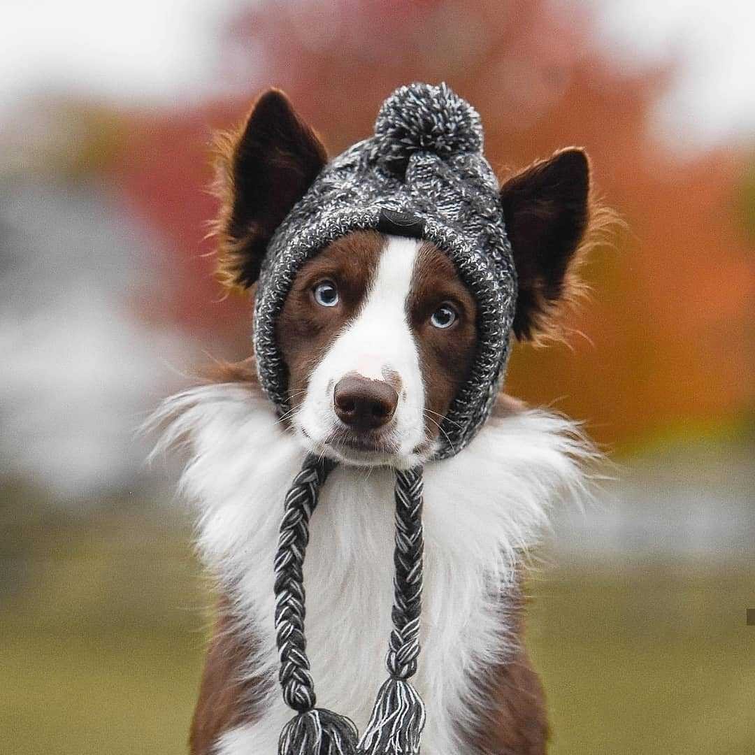 Fluffy Knitted Polar Dog Hat – Autumn Fashion