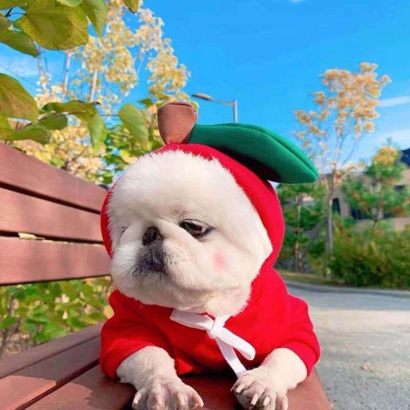 Cute Fruit Dog Hoodie – Winter Fleece for Small Pets - FurTrend