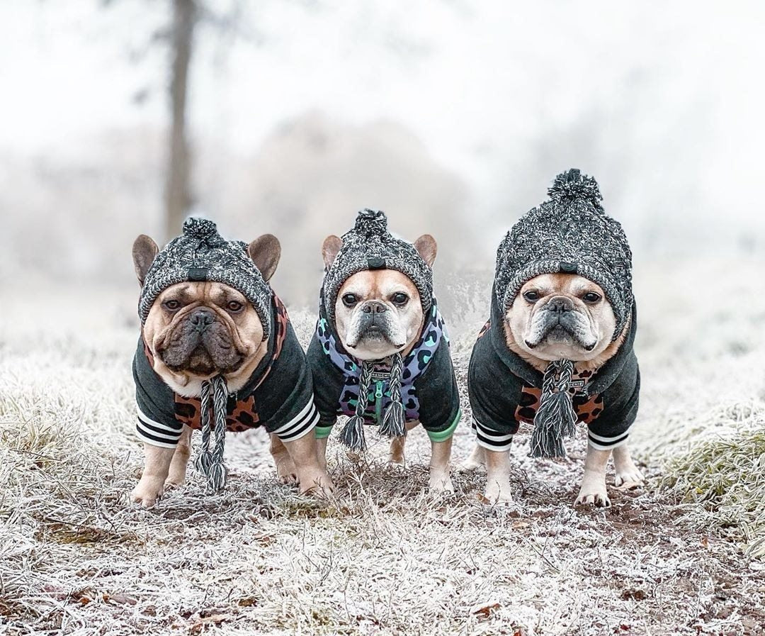 Fluffy Knitted Polar Dog Hat – Autumn Fashion