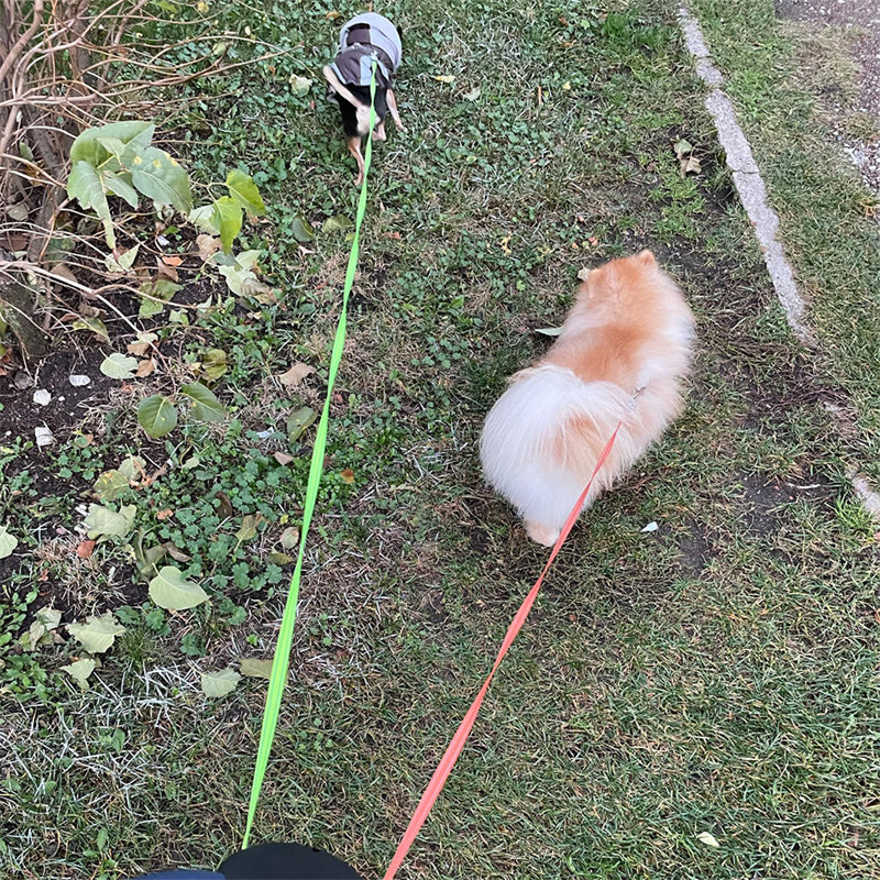360 Swivel Dual Leash with Lights for Dogs - FurTrend